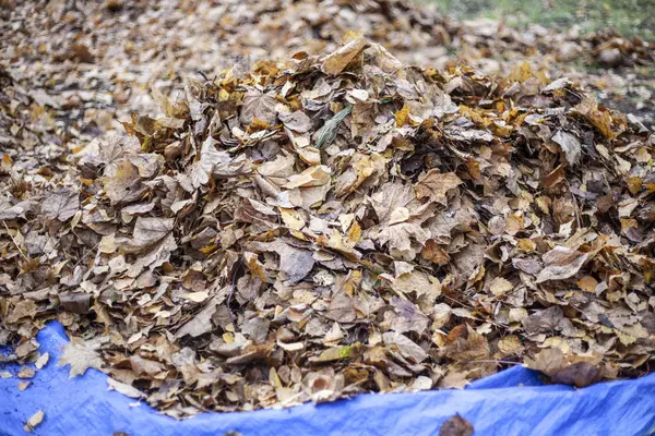 Harvesting dry leaves. Restoring order on the street. Fallen leaves are collected in a pile. Gardener work rake. Improvement in the city. Dry leaves form a layer on the ground.