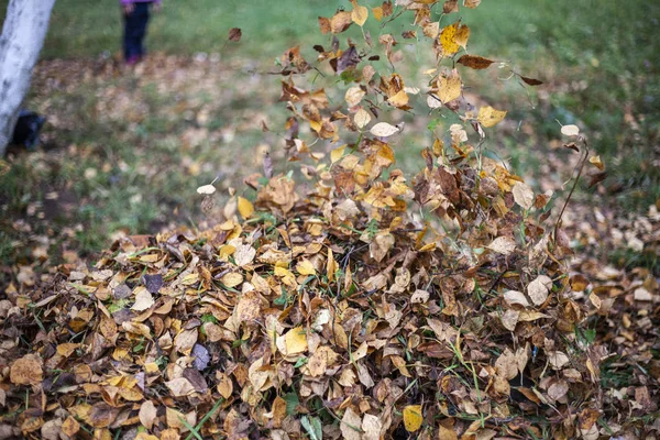 Harvesting Dry Leaves Restoring Order Street Fallen Leaves Collected Pile — Stock Photo, Image