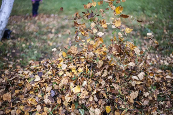 Récolte Des Feuilles Sèches Restaurer Ordre Dans Rue Les Feuilles — Photo