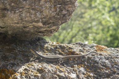 Kertenkele yumrunun üzerinde güneşleniyor. Sürüngen saklanır ve kayanın dokusuyla birleşir. Soğuk kanlı bir hayvan güneşin tadını çıkarıyor. Vahşi doğada dinlen. Doğal arkaplan bir kertenkele bul.