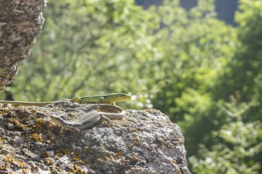 Kertenkele yumrunun üzerinde güneşleniyor. Sürüngen saklanır ve kayanın dokusuyla birleşir. Soğuk kanlı bir hayvan güneşin tadını çıkarıyor. Vahşi doğada dinlen. Doğal arkaplan bir kertenkele bul.