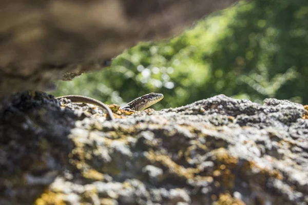 Die Eidechse Sonnt Sich Auf Den Klumpen Das Reptil Versteckt — Stockfoto
