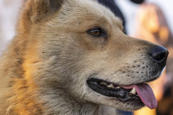 Köpek Neşeyle Dilini Çıkardı Köpek Yaklaş Bir Sokak Köpeği Yemek — Stok fotoğraf