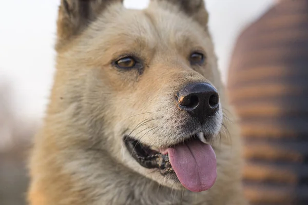 Σκύλος Χαρά Έβγαλε Γλώσσα Του Σκύλος Κοντά Ένα Αδέσποτο Σκυλί — Φωτογραφία Αρχείου