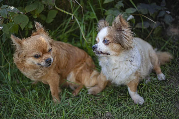 Little dogs for a walk. Pets. Elderly animals. Walk in the park with pets. Best friends. Smart dogs are waiting for treats. Care and care for small dogs.