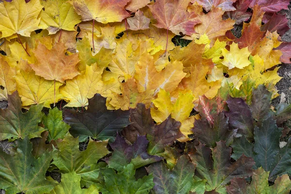 Gradiënt Van Herfstbladeren Van Felle Kleuren Rode Gele Groene Tinten — Stockfoto