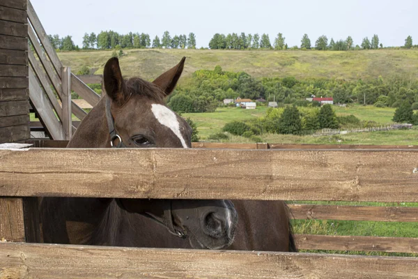 Cavalo Está Parado Caneta Cavalo Numa Quinta Está Divertir Belo — Fotografia de Stock