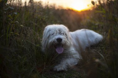 Yürüyüşe çıkmış bir köpek. Beyaz köpek tüyü. Gün batımı güneşi. Akşama bir evcil hayvanla yürüyün. Doğada güzel bir köpek.