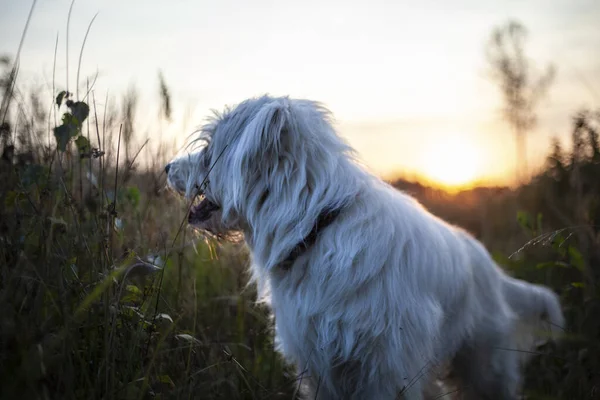 Dog on a walk. White dog hair. Sunset sun. Walk in the evening with a pet. Beautiful dog in nature.