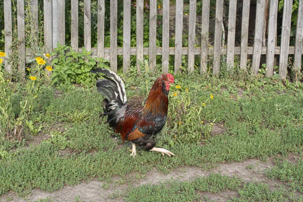 Tupp Går Gården Fågel Landet Tupp Väntar Höns Avelsfåglar Ordinarie — Stockfoto