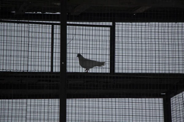 Dove Mesh Cage Breeding Birds Special Cage Thoroughbred Dove Lives — ストック写真