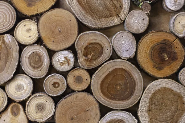 Texture de différents types de bois . — Photo