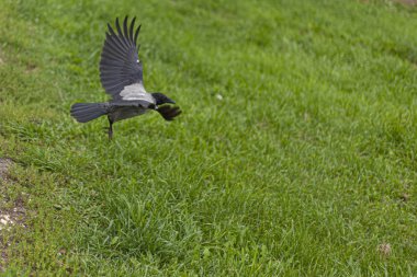 Karga uçuyor. Kara kuş..