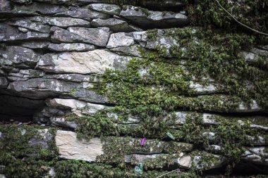 Yosun kaplı taş. Relict ormanındaki kayalar. Doğal taşın arka planı. Rocky cinsi. Doğal nesne.