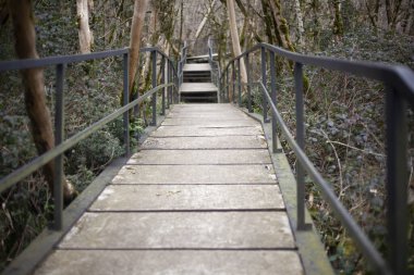 Turistler için doğa koruma alanı. Vahşi yaşam yolu. Relict ormanında somut bir yol. Bilinmeyen bir yerde yürüyüş yapmak için bir turist rotası. Eşitlenmiş kaldırma.