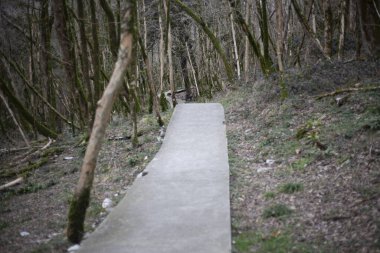Turistler için doğa koruma alanı. Vahşi yaşam yolu. Relict ormanında somut bir yol. Bilinmeyen bir yerde yürüyüş yapmak için bir turist rotası. Eşitlenmiş kaldırma.