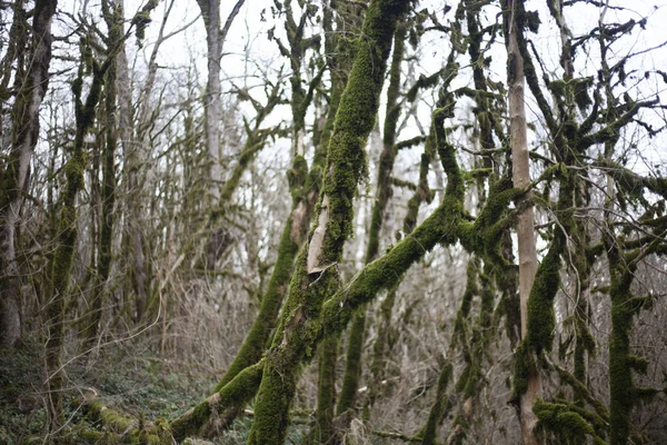 Floresta Relíquia Composta Por Teixo Buxo Árvores Reserva Moss Nos — Fotografia de Stock