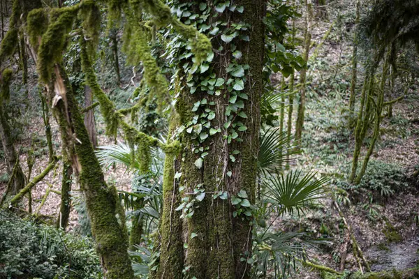 Bosque Reliquias Compuesto Por Tejo Boj Árboles Reserva Moss Las — Foto de Stock