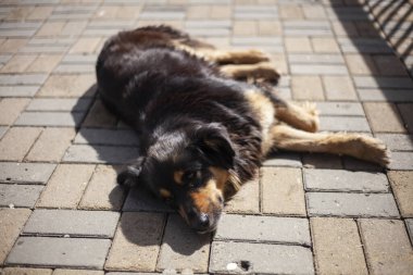 Sokakta başıboş bir köpek dolaşıyor. Şirin bir köpek bir efendi arıyor. Zavallı şey şehirde donuyor. Dört bacaklı arkadaş, insanların sevgisini bilmiyor. Kayıp evcil hayvan. Arıza yiyecek arıyor..