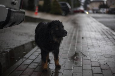 Sokakta başıboş bir köpek dolaşıyor. Şirin bir köpek bir efendi arıyor. Zavallı şey şehirde donuyor. Dört bacaklı arkadaş, insanların sevgisini bilmiyor. Kayıp evcil hayvan. Arıza yiyecek arıyor..