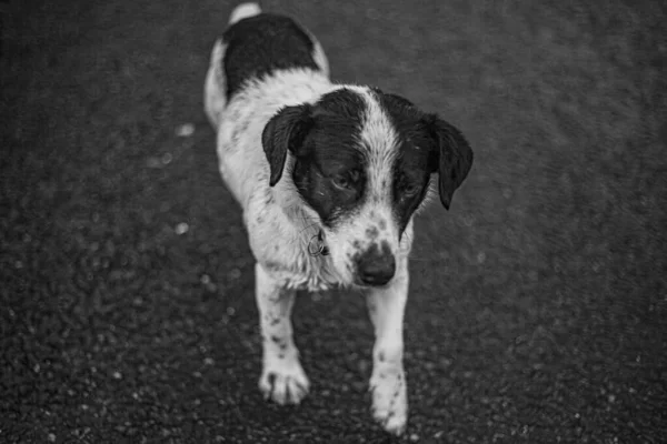 一只流浪狗在街上游荡 一只可爱的狗在找主人 这个城市里可怜的东西冻僵了 这个四条腿的朋友不知道人们的感情 失踪的宠物故障是在找食物 — 图库照片