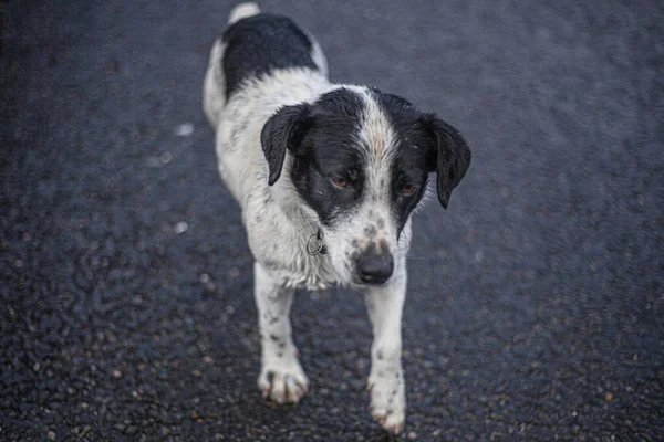 Ένα Αδέσποτο Σκυλί Περιπλανιέται Στο Δρόμο Ένα Χαριτωμένο Σκυλί Ψάχνει — Φωτογραφία Αρχείου