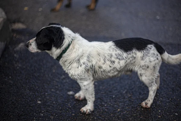 Cão Vadio Está Vagando Rua Cão Bonito Está Procura Mestre — Fotografia de Stock