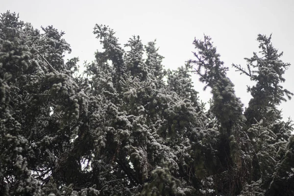 Árboles en invierno. Bosque de abeto . — Foto de Stock