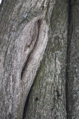 Ağaç kabuğunun dokusu.
