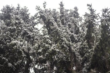 Kışın ağaçlar. Ladin Ormanı.