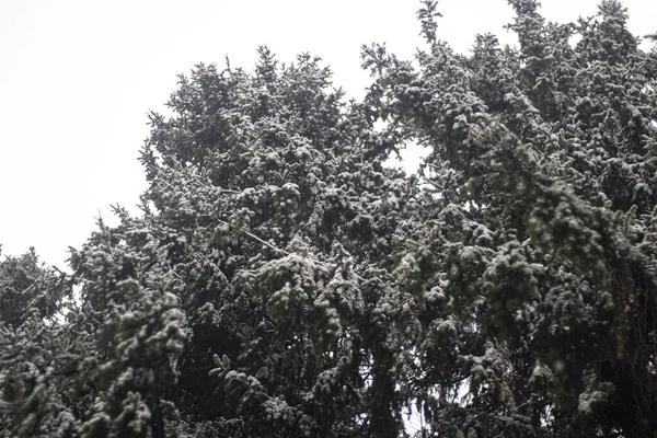 Зимой деревья. Ель . — стоковое фото