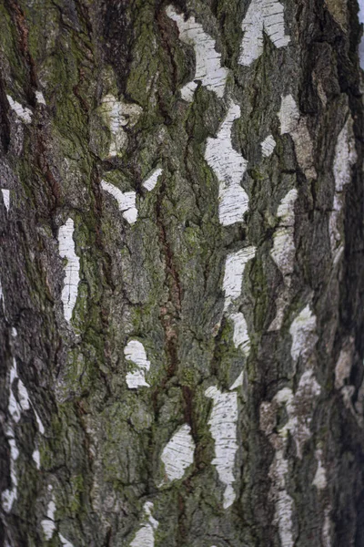 Textuur van boomschors. — Stockfoto