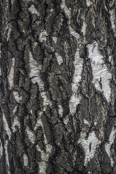 Texture of tree bark. — Stock Photo, Image