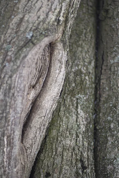 Textur der Baumrinde. — Stockfoto