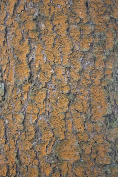 Textura de corteza de árbol. — Foto de Stock