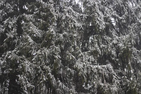 Árvores no inverno. Floresta de abeto . — Fotografia de Stock