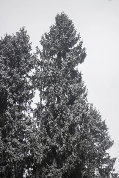 Árboles en invierno. Bosque de abeto . — Foto de Stock