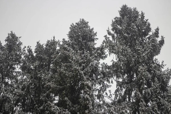 Árboles en invierno. Bosque de abeto . — Foto de Stock