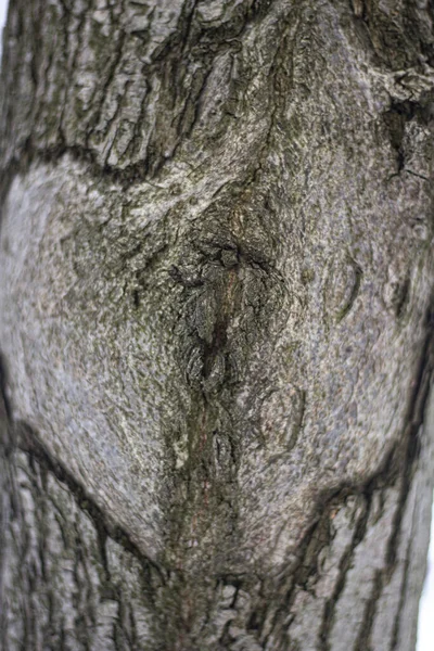 Textur der Baumrinde. — Stockfoto