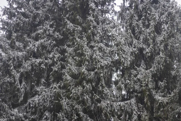 冬の木。スプルースフォレスト. — ストック写真