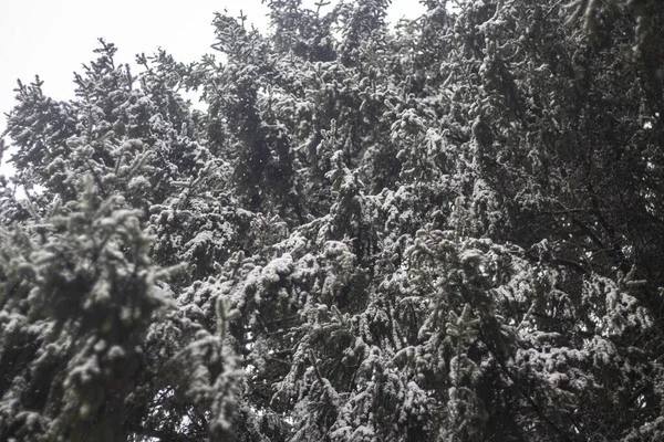 Träd på vintern. Granskog. — Stockfoto