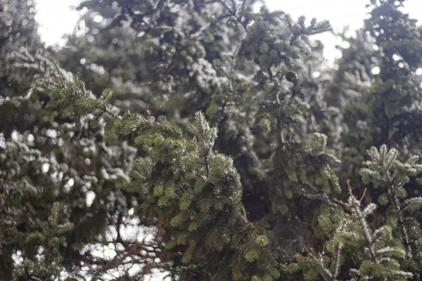 Bäume im Winter. Fichtenwald. — Stockfoto