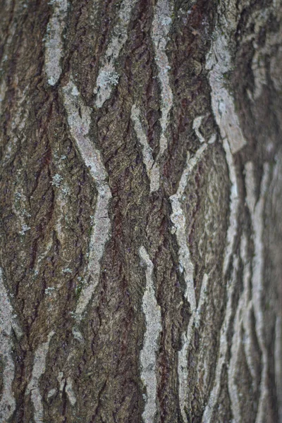 Struktura kůry stromu. — Stock fotografie