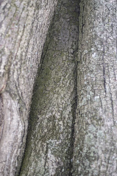 Texture de l'écorce d'arbre. — Photo