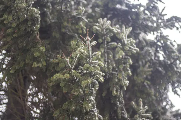 Árboles en invierno. Bosque de abeto . — Foto de Stock