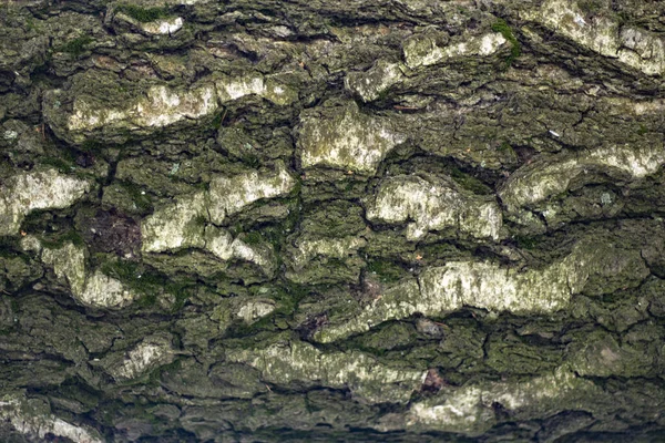 Texture della corteccia degli alberi. — Foto Stock