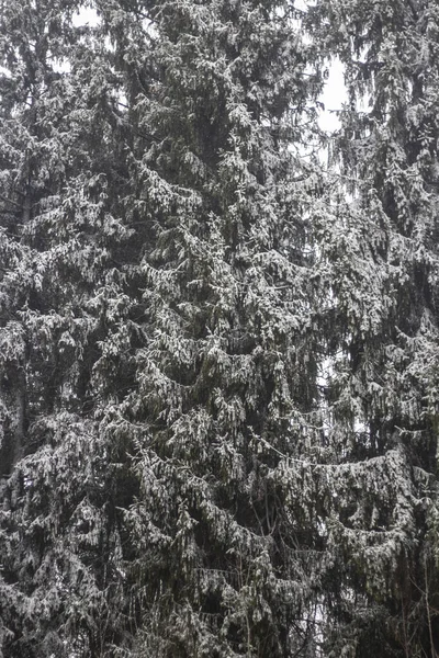 Arbres en hiver. Forêt d'épinettes . — Photo