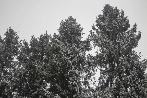 Trees in the winter. Spruce forest. Royalty Free Stock Images