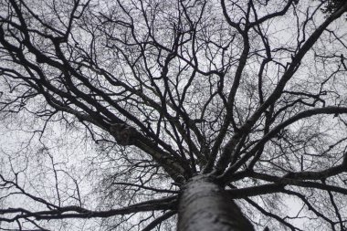 Yayılan ağaç. Meşe dalları.