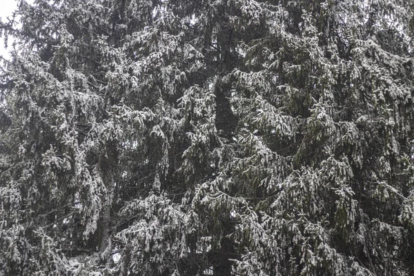 Arbres en hiver. Forêt d'épinettes . — Photo